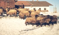 Oberhamberg mit Schafen um 1970 Oberhamberg Oberhamberg mit Schafen um 1970